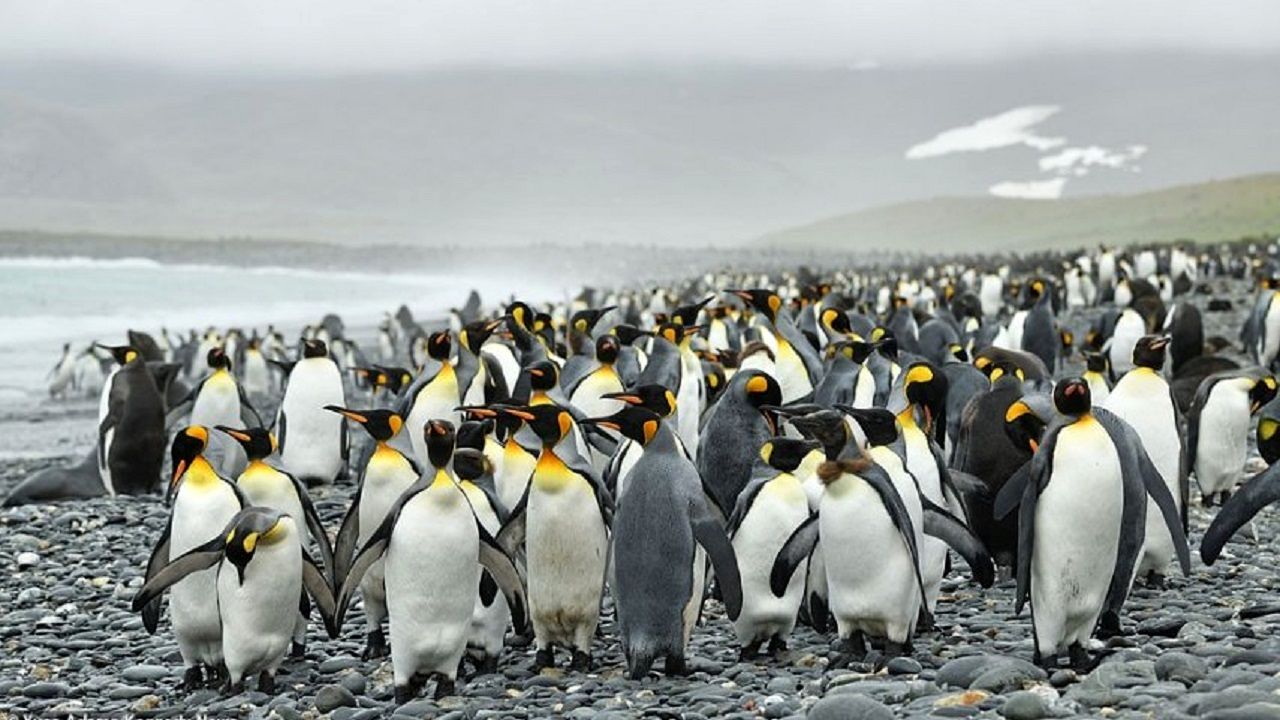 پنگوئن عجیب و متفاوتی که جهانیان را متحیر کرد+ عکس