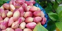 پسته تازه با بدن ما چه می کند