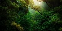 ۱۲ جنگل بسیار زیبا در سراسر دنیا را بشناسید
