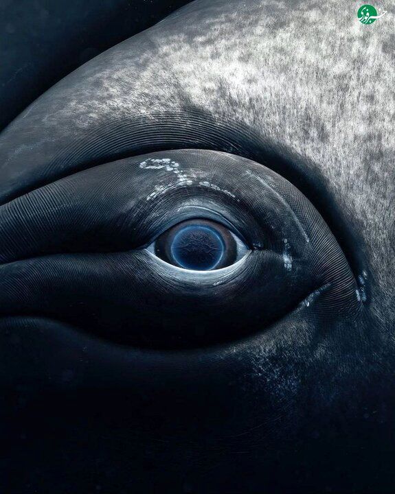 تصاویری حیرت انگیز از چشم‌های نهنگ از نمای نزدیک 5