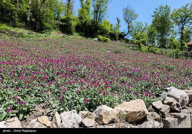 image13