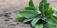 خواص بی نظیر یک گیاه برای دندان