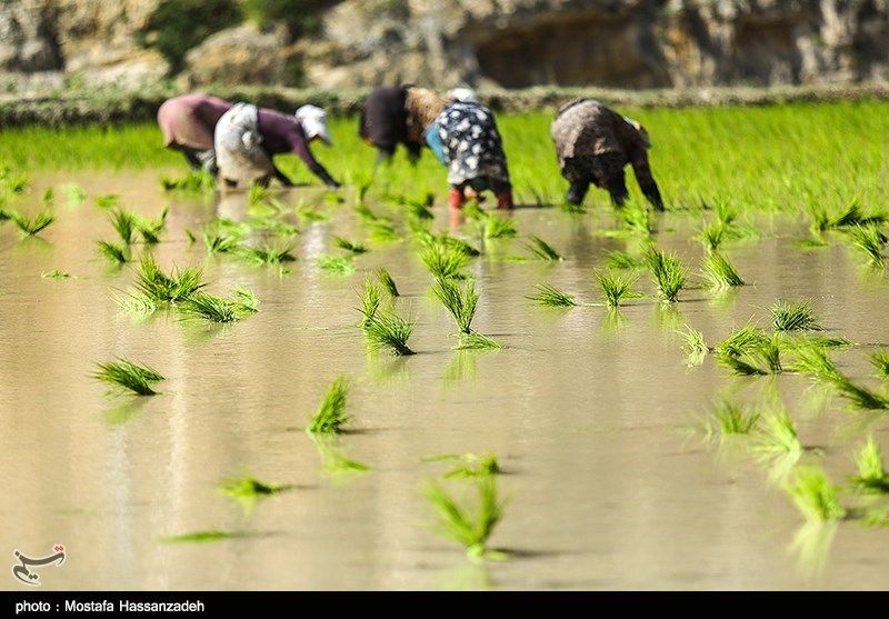 تصاویر نشاکاری برنج در گلستان