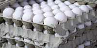 تخم‌مرغ ارزان شد / هر شانه تخم مرغ ۳۰عددی چند؟