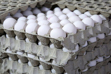 تخم‌مرغ ارزان شد / هر شانه تخم مرغ ۳۰عددی چند؟