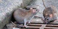 افزایش جمعیت «موش‌های نروِژی» در پایتخت صحت دارد؟

