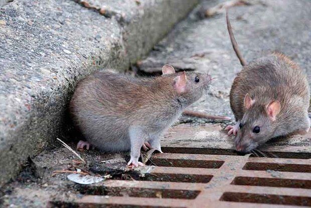 هجوم موش ها به خانه ها بعد از فراگیری کرونا