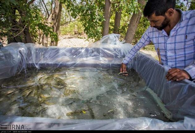 نجات ماهی ها