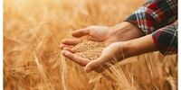 خبر خوش برای گندمکاران/ بخش دیگری از مطالبات پرداخت شد+ جزئیات