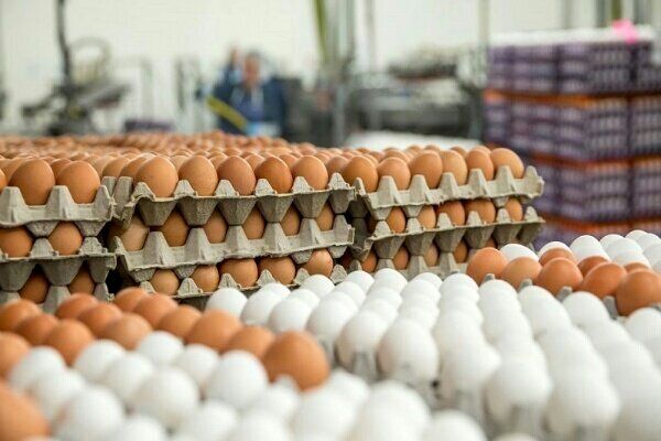 قیمت جدید تخم‌مرغ بسته‌بندی و فله ای اعلام شد
