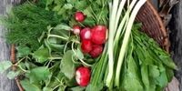 سبزی خوردن را با این روش تا یک هفته تازه نگه دارید