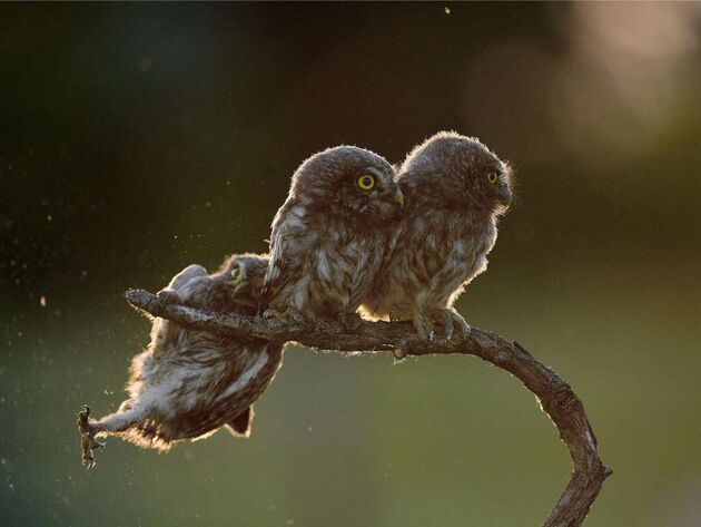 WildLife 1