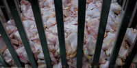عرضه گوشت مرغ رکورد زد/ بازار مرغ در انتظار کاهش شیب قیمت‌ها