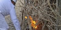 برگزاری جشن سده زرتشتیان در کرمان