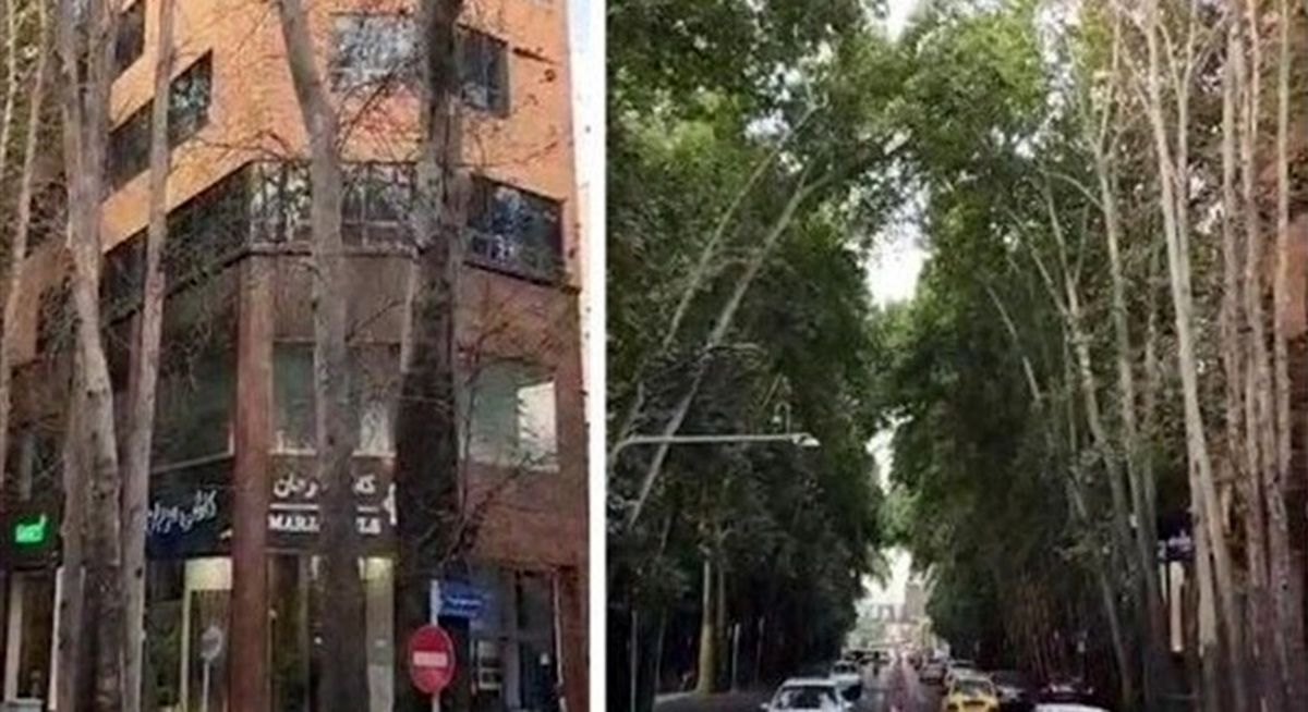 جریمه سنگین مالک متخلف تهرانی که درختان را خشک کرد