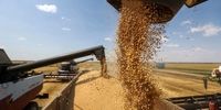 3 عامل کاه ذخایر جهانی گندم در دنیا