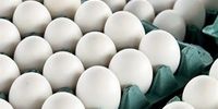توصیه ای آشنا از یک مقام مسئول؛ برای خرید تخم مرغ به قیمت مصوب به تهرانپارس بروید!