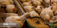 حذف تعرفه‌های صادراتی مرغ و تخم‌مرغ 