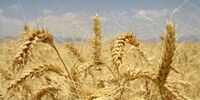 سخنگوی دولت: قیمت خرید گندم از کشاورزان، ۱۵ هزار تومان