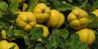 خواص جادویی این میوه خوشمزه برای پوست و مو
