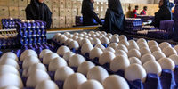 هدفگذاری برای صادرات 150 هزار تن تخم مرغ/ روسیه اولین مشتری تخم مرغ ایرانی