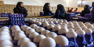 تخم مرغ گران شد/ قیمت هر کیلو تخم مرغ چند؟