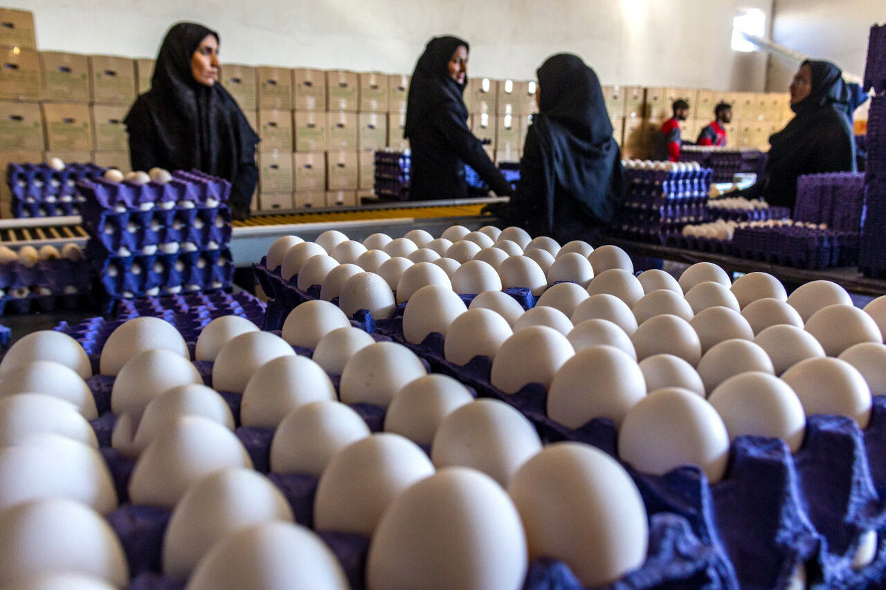 اعلام قیمت تخم مرغ در میادین و بازارهای میوه و تره‌بار