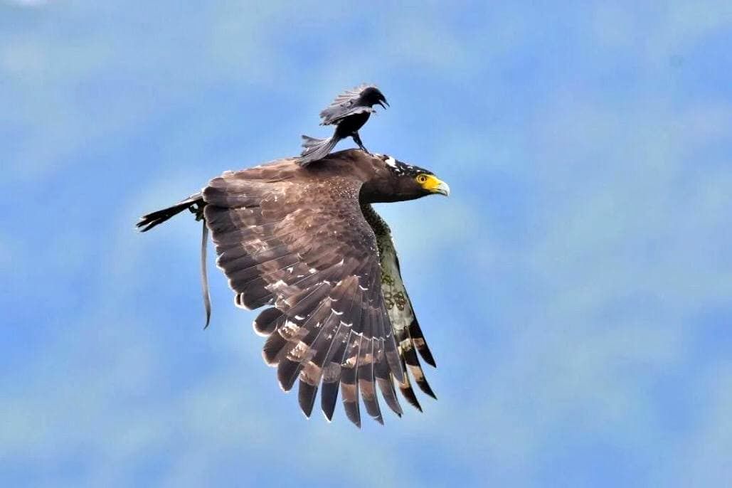 تصویری شگفت انگیز از سواری گرفتن کلاغ از عقاب