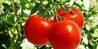 رگه‌های سفید گوجه خوردنی است ؟


