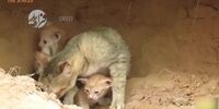 لحظات نفسگیر هجوم مار غول‌پیکر به لانه گربه‌ها