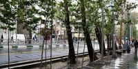 باند چهارنفره سارقان درختان تهران دستگیر شدند