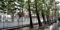 باند چهارنفره سارقان درختان تهران دستگیر شدند