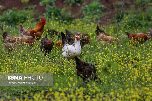 62300400_seyyed-vahid-hosseini-roudbar-32-