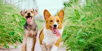 جزئیات تازه از پشت پرده جراحی زیبایی حیوانات/ هیاهوی رسانه‌ای یا واقعیت؟