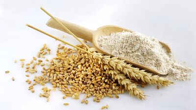نرخ خرید تضمینی گندم/ حداقل ۴ میلیون تن وارد می‌شود