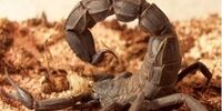 عجیب ترین جنگ ها و آزمایشات بیولوژیکی