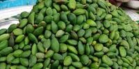 مصرف این نوبرانه بهاری خطر مرگ به همراه دارد!