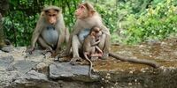 آغاز واکسیناسیون حیوانات در باغ وحش ها علیه کرونا در آمریکا
