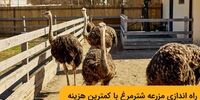 راه اندازی مزرعه شترمرغ با کمترین هزینه