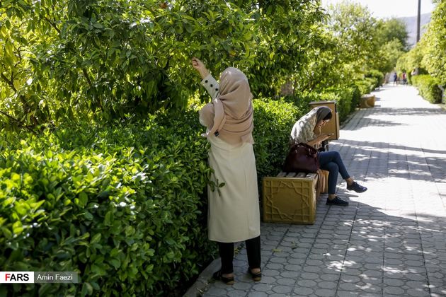 بوی بهار نارنج در اردیبهشت شیراز