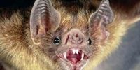 دانشمندان به دنبال الگوبرداری از مصونیت خفاش در برابر ویروس ها