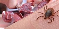 آمار نگران کننده از وضعیت شیوع  تب کریمه + تعداد فوتی ها