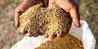 قیمت گندم رکوردشکنی می کند؟