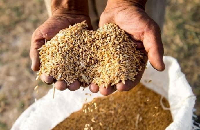 قیمت گندم رکوردشکنی می کند؟