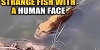 صید یک ماهی عجیب الخلقه با صورت انسان!+ عکس
