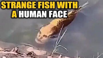 صید یک ماهی عجیب الخلقه با صورت انسان!+ عکس
