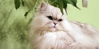 افزایش صادرات گربه‌های ایرانی/ مشکل بزرگ برای صادرکنندگان 