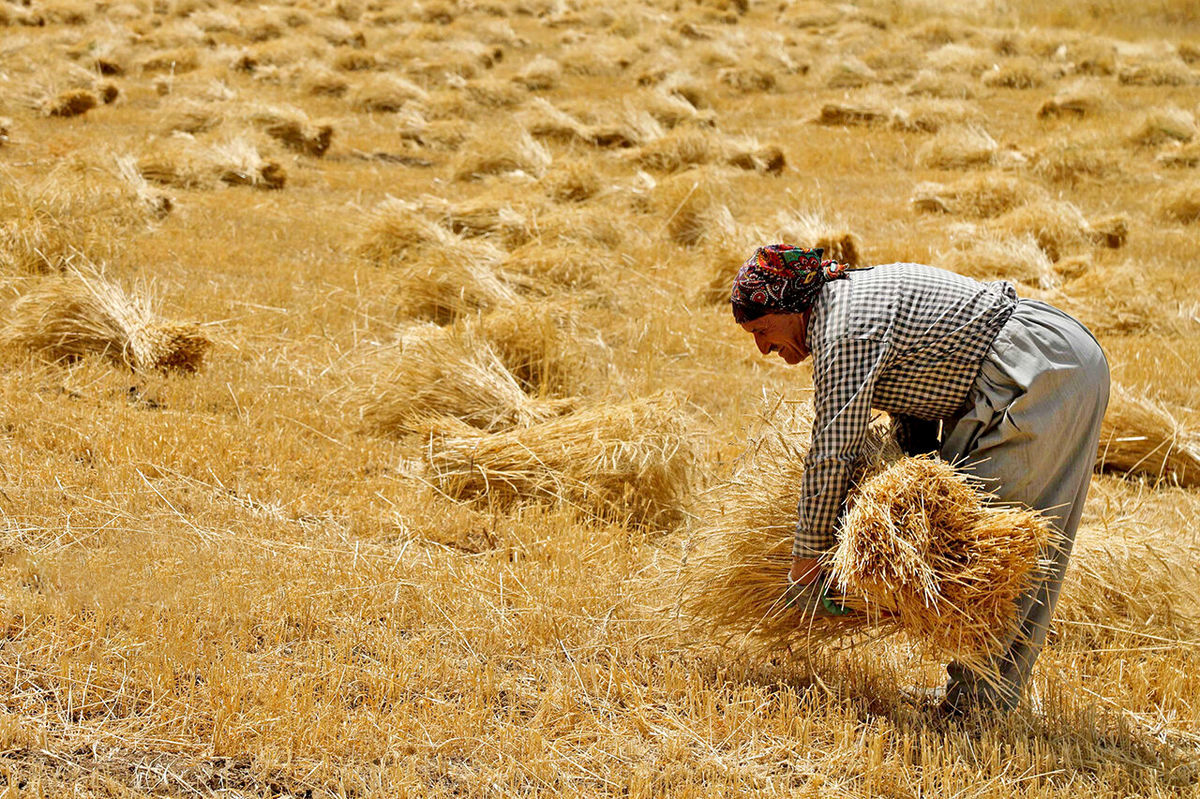 این استان‌ها بیشترین گندم را فروختند/ کردها رکورددار شدند