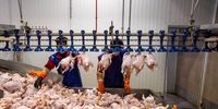 مرغ را کیلویی 23 هزار تومان ارزان تر بخرید 