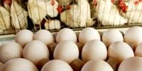  عراق با فشار ترکیه واردات تخم مرغ ایران را ممنوع کرد
